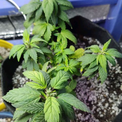 Afghan Landrace  growlog timeline photo
