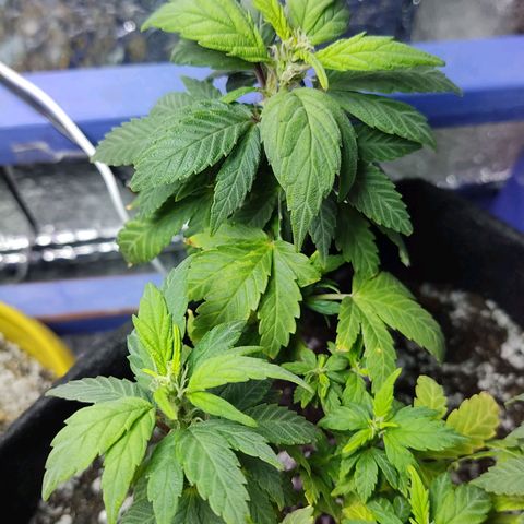 Afghan Landrace  growlog timeline photo