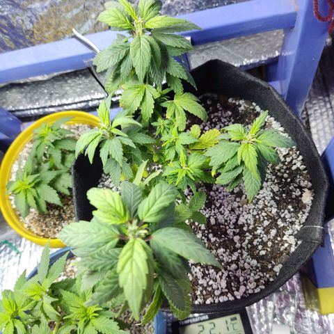 Afghan Landrace  growlog timeline photo