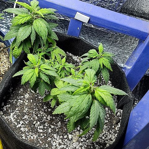 Afghan Landrace  growlog timeline photo