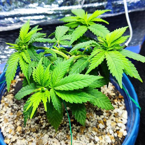 Afghan Landrace  growlog timeline photo