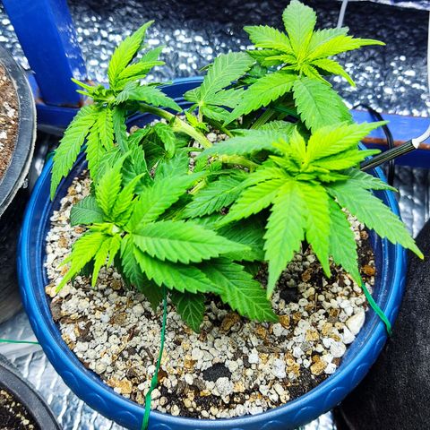 Afghan Landrace  growlog timeline photo