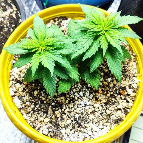 Afghan Landrace  growlog timeline photo