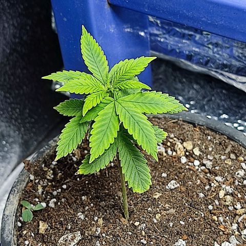 Sativa Afghan  growlog timeline photo