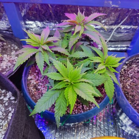 Afghan Landrace  growlog timeline photo