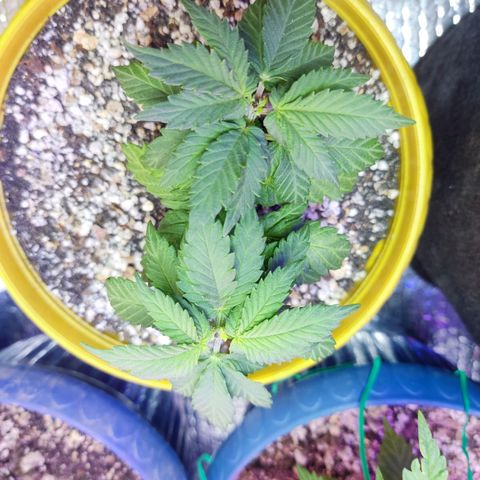 Afghan Landrace  growlog timeline photo