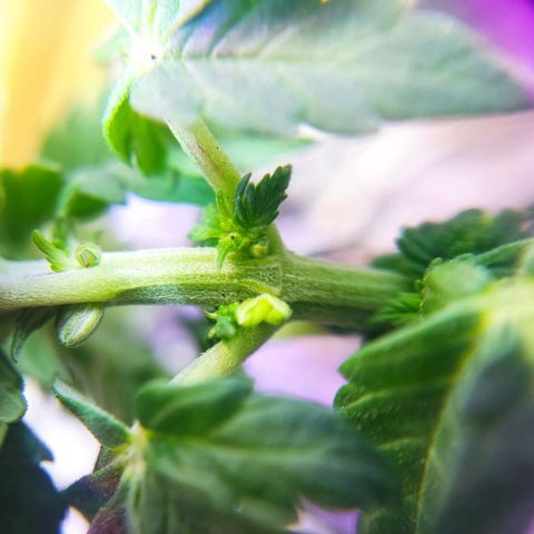 Afghan Landrace  growlog timeline photo