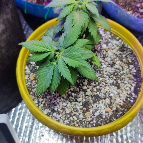 Afghan Landrace  growlog timeline photo