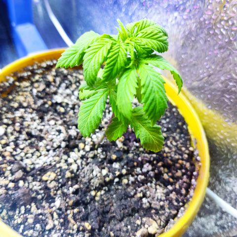 Black Afghan  growlog timeline photo