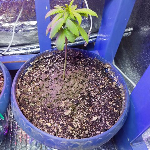 Sativa Afghan  growlog timeline photo