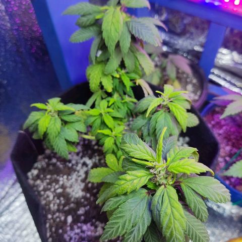 Afghan Landrace  growlog timeline photo