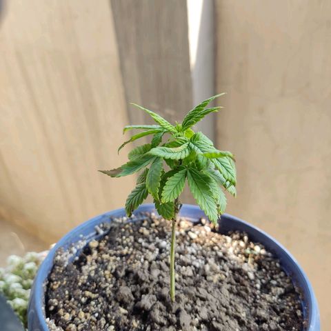 Sativa Afghan  growlog timeline photo