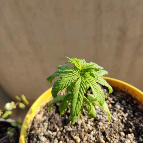 Black Afghan  growlog timeline photo
