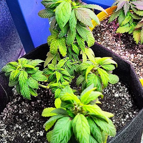 Afghan Landrace  growlog timeline photo
