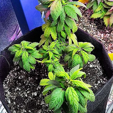 Afghan Landrace  growlog timeline photo