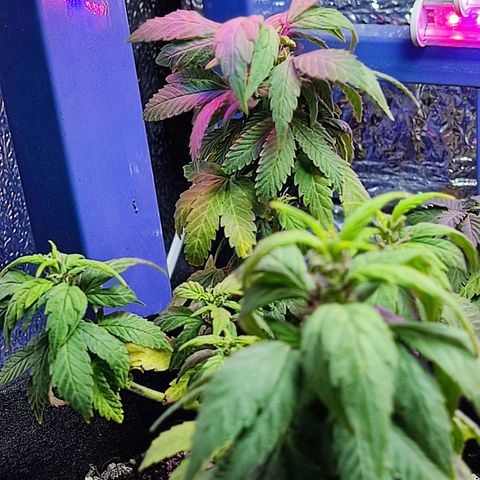 Afghan Landrace  growlog timeline photo