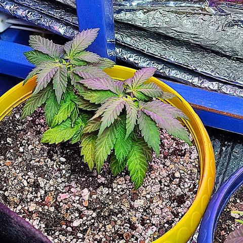 Afghan Landrace  growlog timeline photo