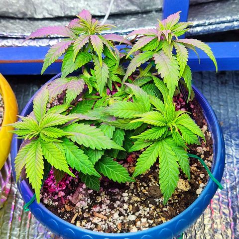 Afghan Landrace  growlog timeline photo