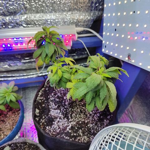 Afghan Landrace  growlog timeline photo