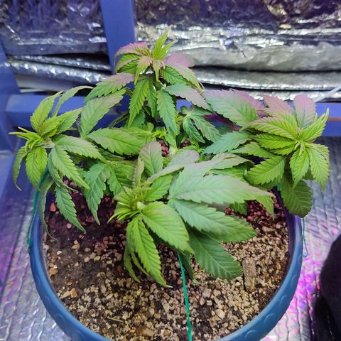 Afghan Landrace  growlog timeline photo