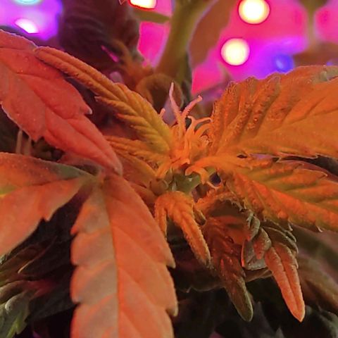 Afghan Landrace  growlog timeline photo