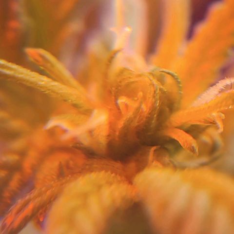 Afghan Landrace  growlog timeline photo