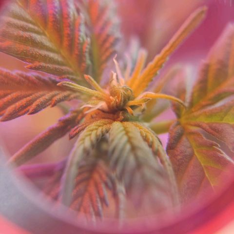 Afghan Landrace  growlog timeline photo