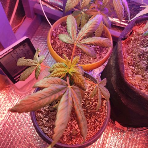 Sativa Afghan  growlog timeline photo