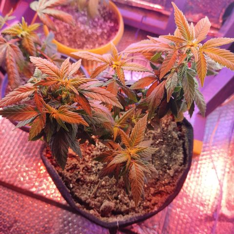 Afghan Landrace  growlog timeline photo