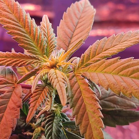 Afghan Landrace  growlog timeline photo