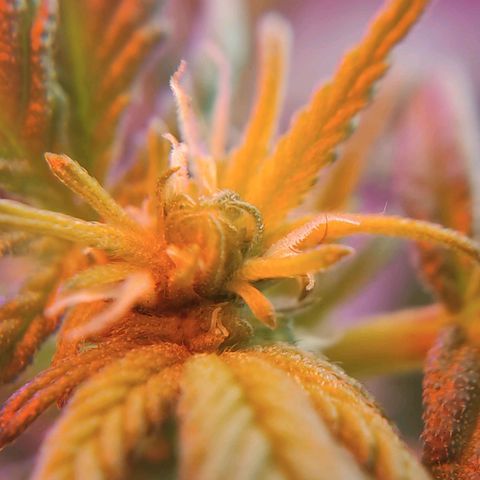 Afghan Landrace  growlog timeline photo