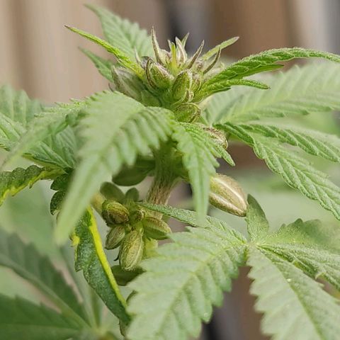 Afghan Landrace  growlog photo: Male flower