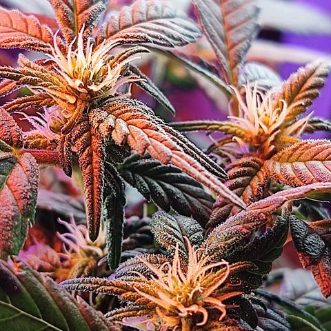 Afghan Landrace  growlog timeline photo