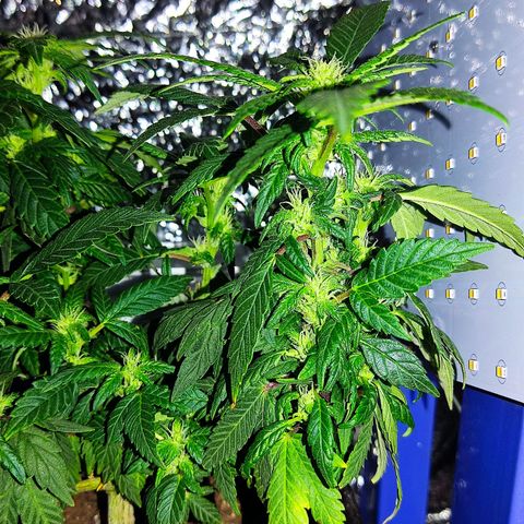 Afghan Landrace  growlog timeline photo