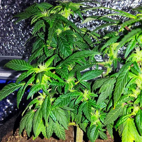Afghan Landrace  growlog timeline photo