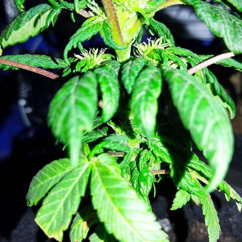 Sativa Afghan  growlog timeline photo