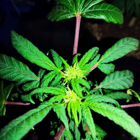 Sativa Afghan  growlog timeline photo