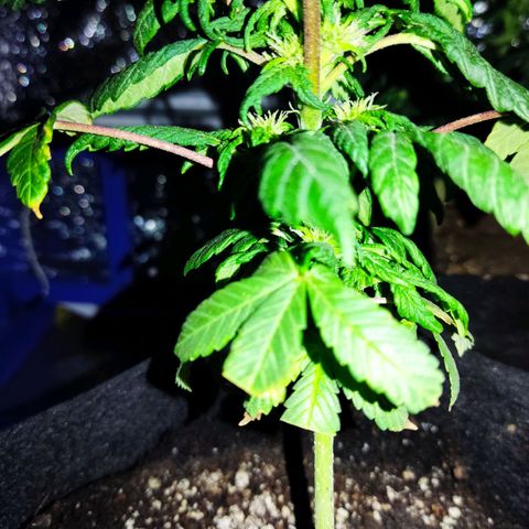 Sativa Afghan  growlog timeline photo