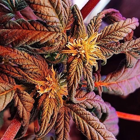 Sativa Afghan  growlog timeline photo