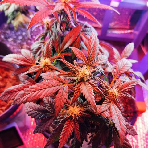 Afghan Landrace  growlog timeline photo