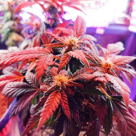 Afghan Landrace  growlog timeline photo
