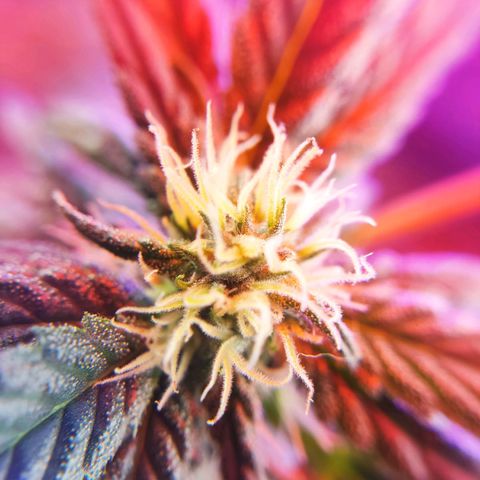 Afghan Landrace  growlog timeline photo