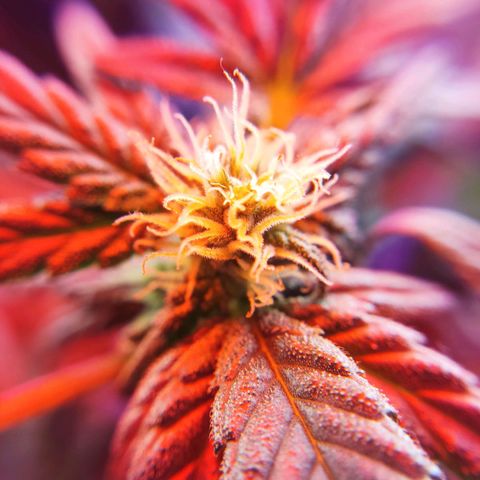 Afghan Landrace  growlog timeline photo