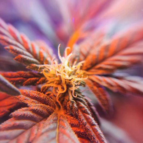 Afghan Landrace  growlog timeline photo