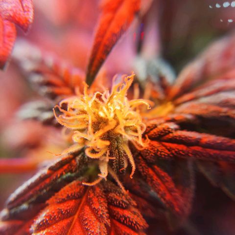 Afghan Landrace  growlog timeline photo