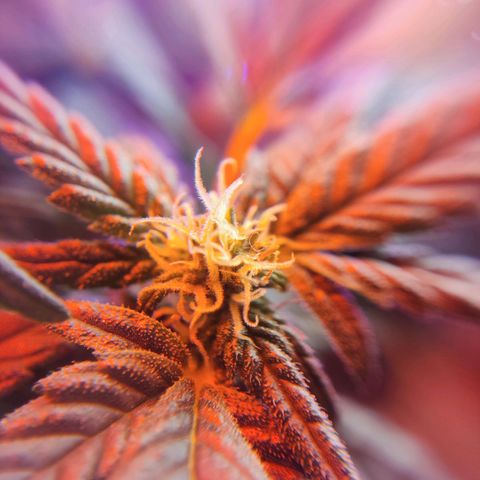 Afghan Landrace  growlog timeline photo