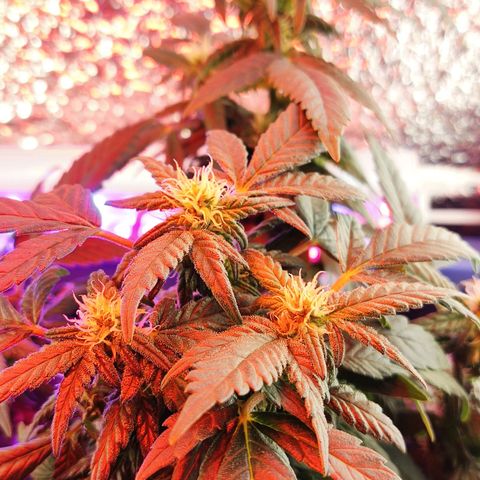 Afghan Landrace  growlog timeline photo