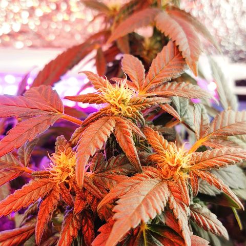 Afghan Landrace  growlog timeline photo