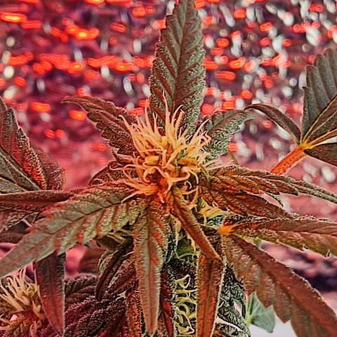 Afghan Landrace  growlog timeline photo