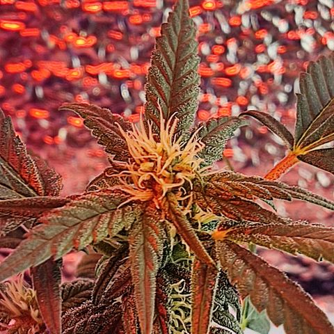 Afghan Landrace  growlog timeline photo